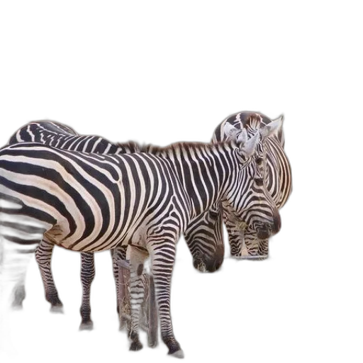 animal, creature, jewelry, furniture transparent PNG cut-out