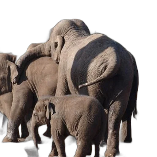 animal, 3d render, concept art, photorealistic, group, elephants, including, baby transparent PNG cut-out