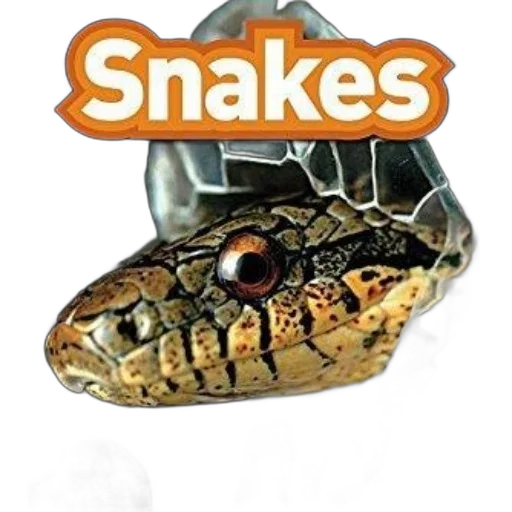 mask, animal, hat, jewelry, concept art, cover, snakes, national transparent PNG cut-out