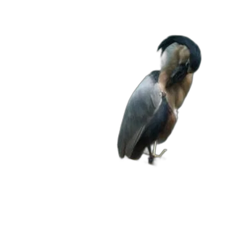 animal, creature, staff, robot, 3d render, photorealistic, concept art, bird transparent PNG cut-out