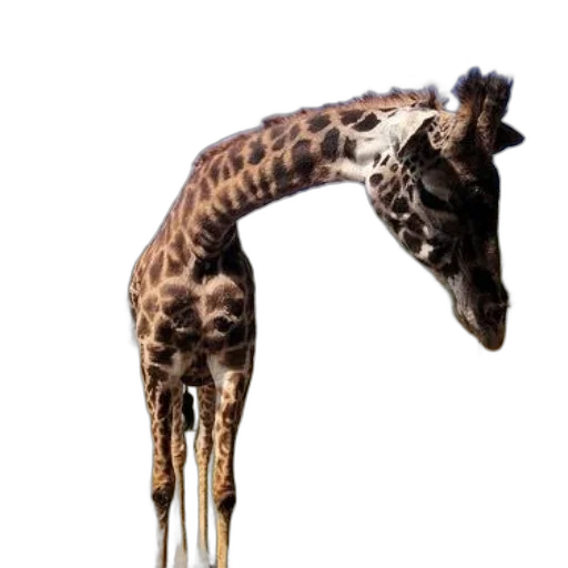 animal, creature, staff, weapon, concept art, 3d render, photorealistic, pixel art transparent PNG cut-out