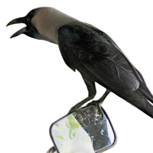 jewelry, animal, staff, food, concept art, photorealistic, 3d render, black transparent PNG cut-out
