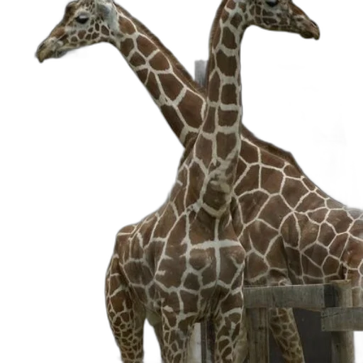 animal, staff, creature, jewelry transparent PNG cut-out
