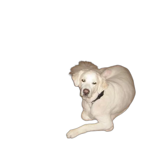 animal, creature, staff, hat, pixel art, photorealistic, 3d render, watercolor transparent PNG cut-out