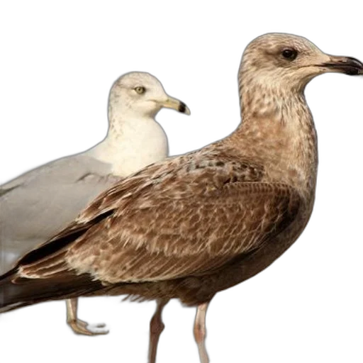 animal, photorealistic, 3d render, concept art, close-up, brown, white, seagull transparent PNG cut-out