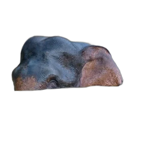 face, mask, hat, animal, photorealistic, 3d render, concept art, outer space transparent PNG cut-out