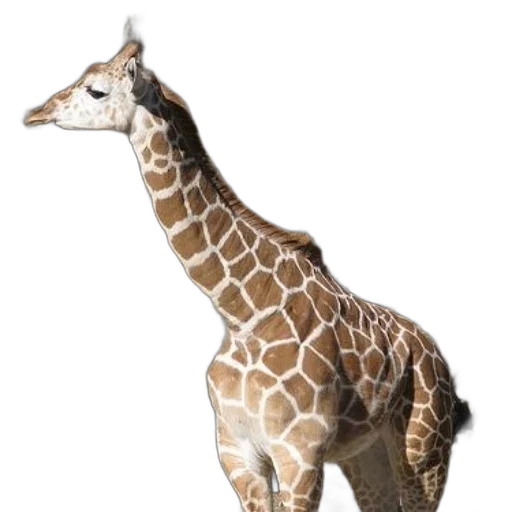 animal, creature, staff, jewelry, 3d render, concept art, photorealistic, giraffe transparent PNG cut-out