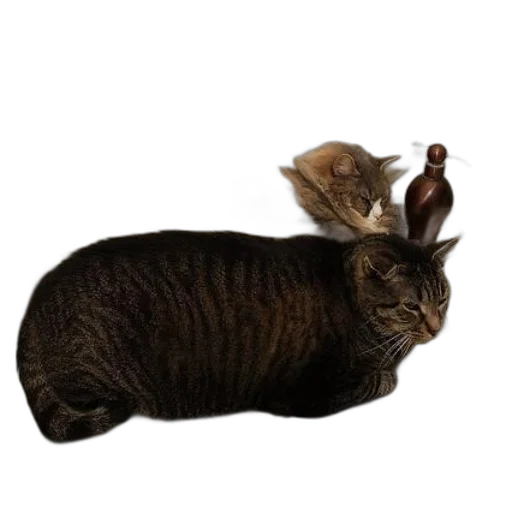 animal, crown, hat, staff, photorealistic, two, cats, lounging transparent PNG cut-out