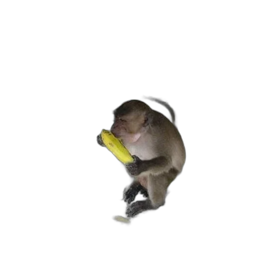 animal, staff, creature, weapon, concept art, 3d render, photorealistic, monkey transparent PNG cut-out