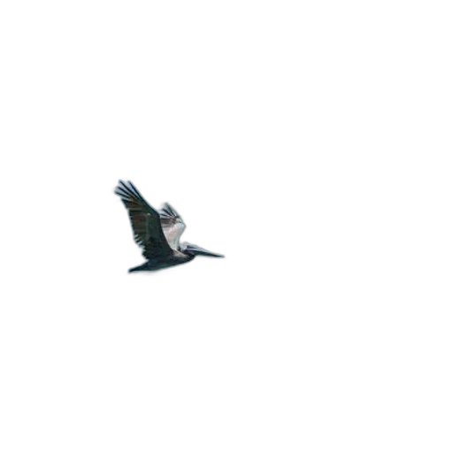 animal, dragon, creature, staff, pelican, soars, over, ocean transparent PNG cut-out
