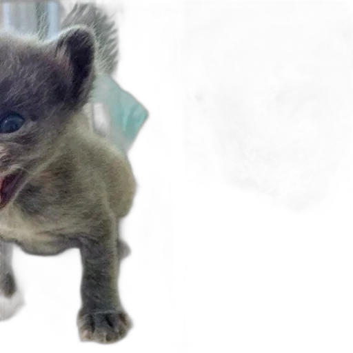 creature, animal, photorealistic, 3d render, two, pictures, grey, kitten transparent PNG cut-out
