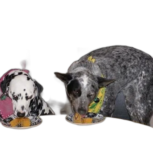 food, 3d render, photorealistic, two, dogs, wearing, colorful, bandanas transparent PNG cut-out