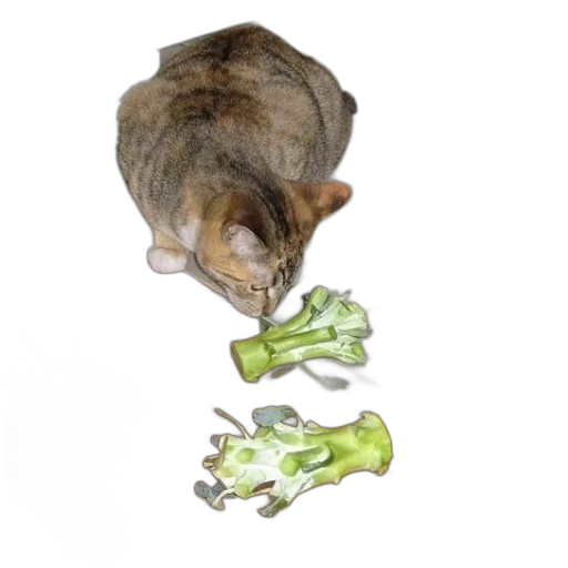 food, animal, shoes, weapon, photorealistic, concept art, watercolor, 3d render transparent PNG cut-out