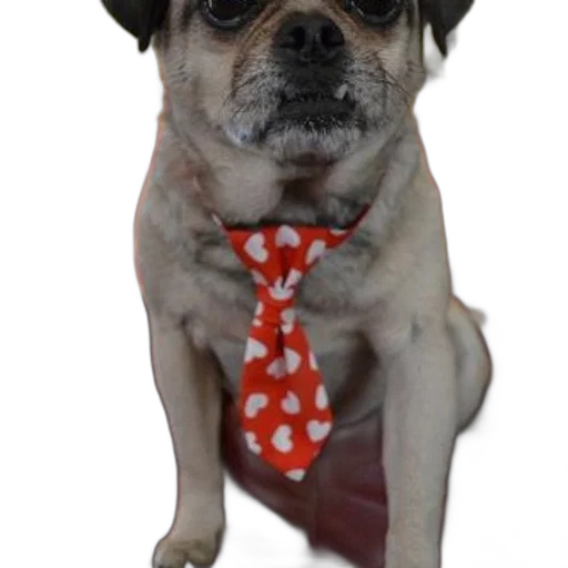staff, animal, pug, dog, wearing, red, tie, white transparent PNG cut-out