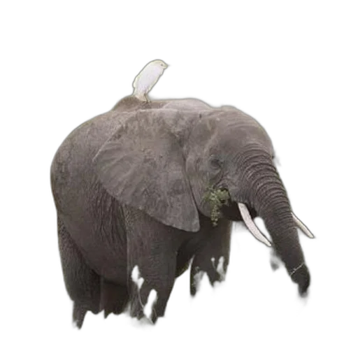 animal, creature, hat, hair transparent PNG cut-out