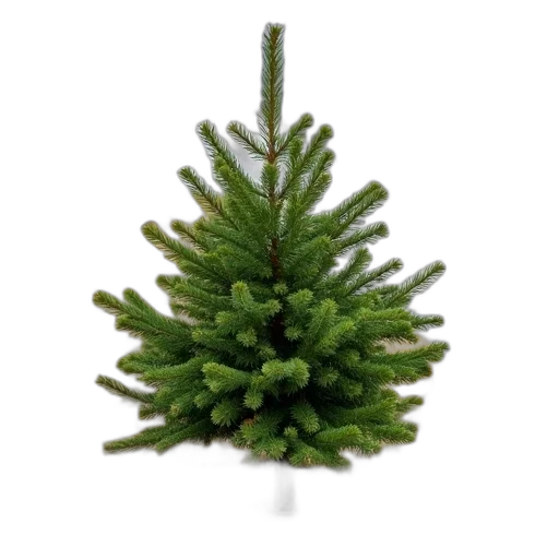tree, crown, hat, staff, 3d render, photorealistic, small, evergreen transparent PNG cut-out