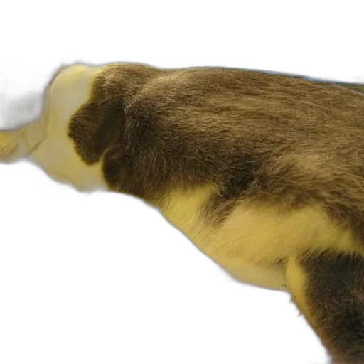 animal, staff, creature, hair, photorealistic, 3d render, concept art, cat transparent PNG cut-out