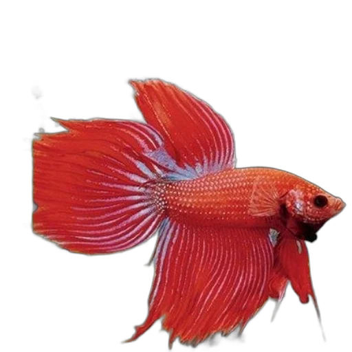 animal, creature, staff, dragon, photorealistic, 3d render, concept art, underwater transparent PNG cut-out