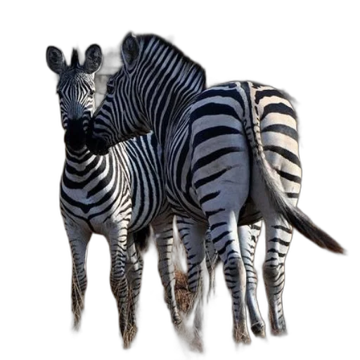animal, creature, jewelry, 3d render, photorealistic, concept art, fantasy art, monochrome transparent PNG cut-out