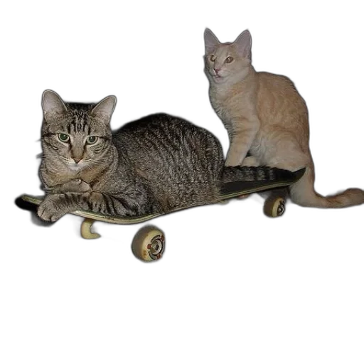 furniture, car, animal, photorealistic, two, cats, sit, skateboard transparent PNG cut-out