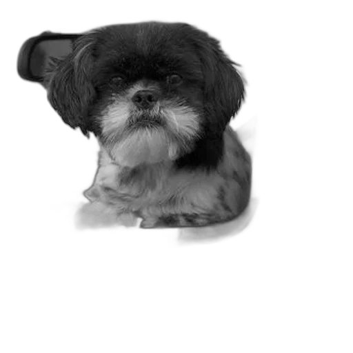 animal, creature, face, staff, photorealistic, pencil sketch, cartoon, oil painting transparent PNG cut-out