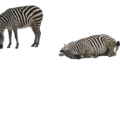 animal, creature, shoes, weapon, 3d render, concept art, photorealistic, forest transparent PNG cut-out