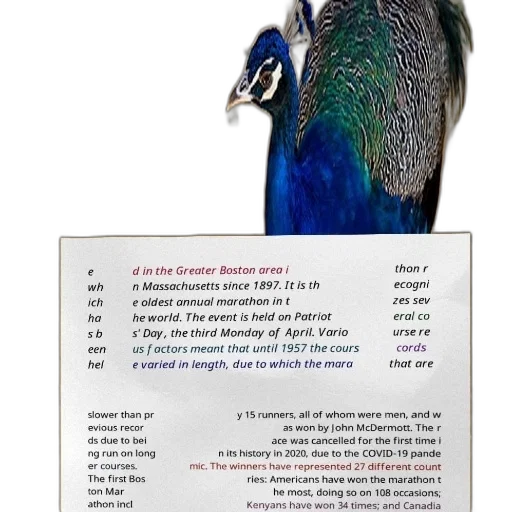animal, jewelry, peacock, white, face, stands, front, brown transparent PNG cut-out