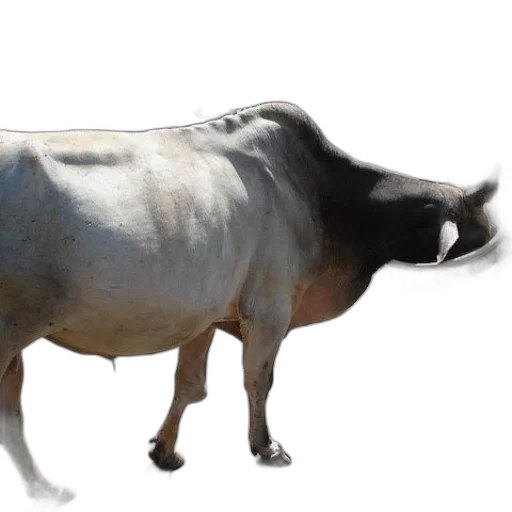 animal, creature, food, face transparent PNG cut-out