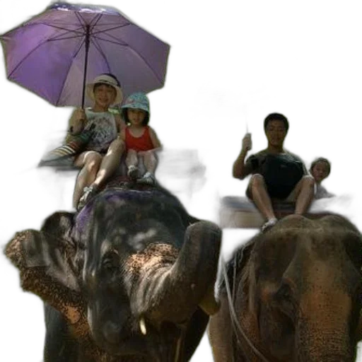 umbrella, animal, photorealistic, 3d render, concept art, rain, underwater, family transparent PNG cut-out