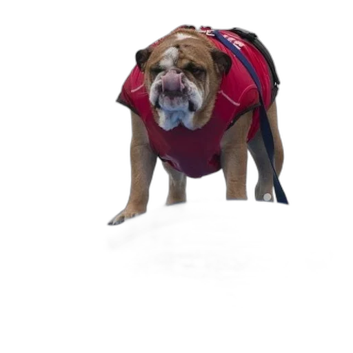 jacket, animal, creature, staff, 3d render, bulldog, wearing, red transparent PNG cut-out