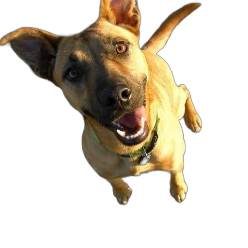animal, staff, creature, face, 3d render, photorealistic, concept art, happy transparent PNG cut-out