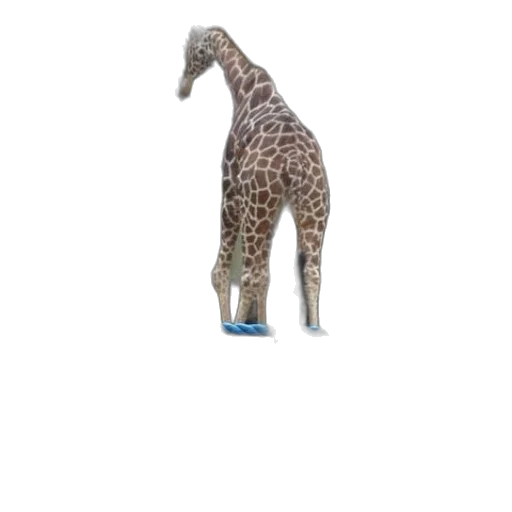 animal, creature, staff, shoes transparent PNG cut-out