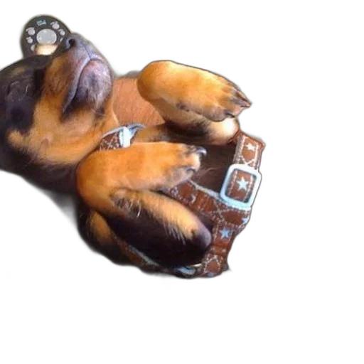 animal, shoes, jewelry, creature, photorealistic, 3d render, concept art, watercolor transparent PNG cut-out
