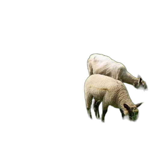 animal, creature, food, weapon, 3d render, concept art, pixel art, photorealistic transparent PNG cut-out