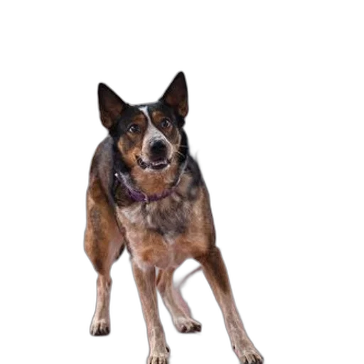 animal, staff, creature, jewelry, photorealistic, 3d render, dog, collar transparent PNG cut-out