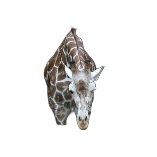 animal, creature, face, jewelry transparent PNG cut-out