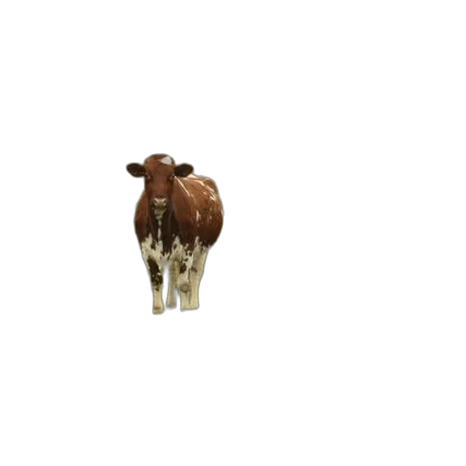 animal, creature, food, jewelry, 3d render, photorealistic, pixel art, concept art transparent PNG cut-out