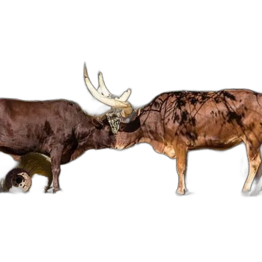 animal, food, weapon, creature, concept art, photorealistic, 3d render, forest transparent PNG cut-out