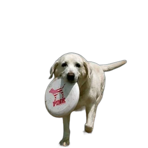staff, animal, hat, creature, photorealistic, 3d render, white, dog transparent PNG cut-out