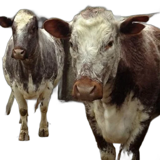animal, face, photorealistic, two, cows, brown, white, fur transparent PNG cut-out