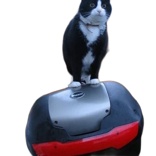 robot, animal, hat, car transparent PNG cut-out