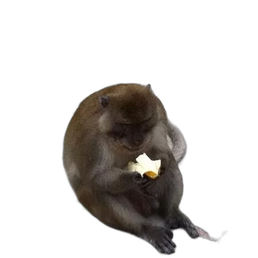 food, animal, creature, staff, 3d render, photorealistic, concept art, monkey transparent PNG cut-out