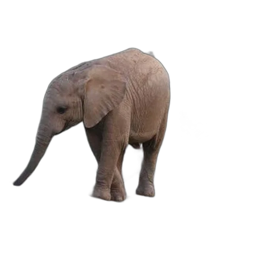 animal, creature, staff, weapon, 3d render, photorealistic, concept art, young transparent PNG cut-out
