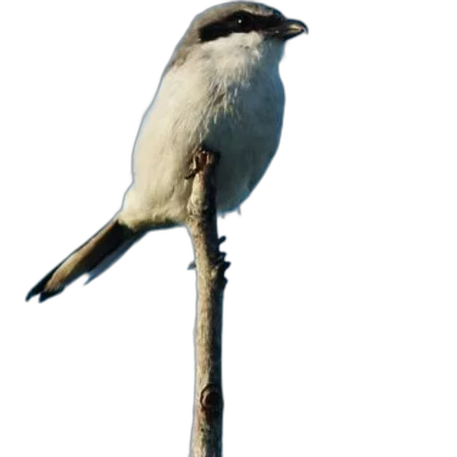 staff, animal, creature, weapon, 3d render, photorealistic, small, bird transparent PNG cut-out