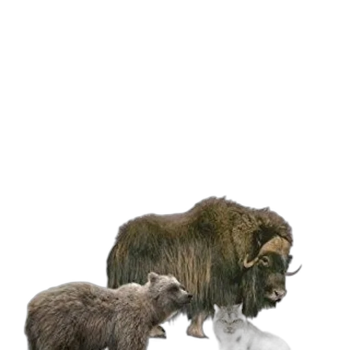 animal, creature, hair, concept art, 3d render, fantasy art, photorealistic, snow transparent PNG cut-out