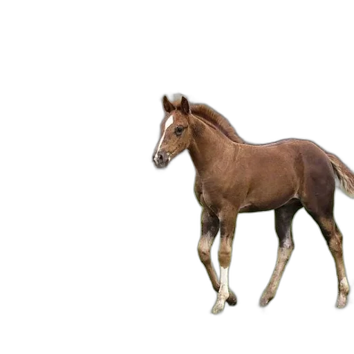 animal, creature, hair, staff, photorealistic, 3d render, concept art, oil painting transparent PNG cut-out