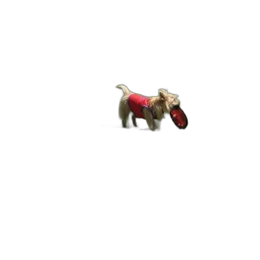 animal, creature, car, furniture transparent PNG cut-out