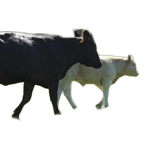 animal, jewelry, creature, food, 3d render, photorealistic, concept art, two transparent PNG cut-out