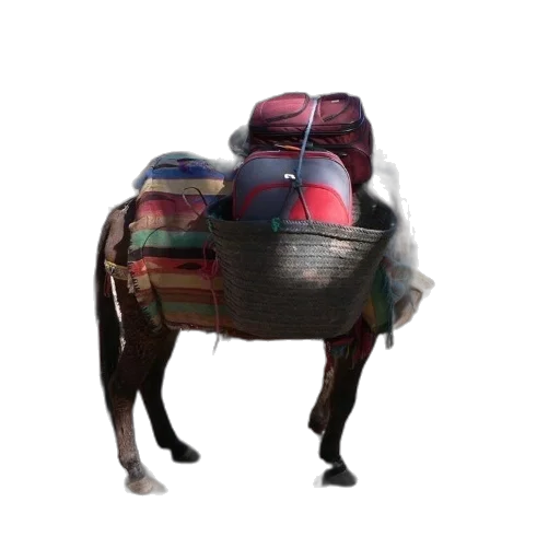 animal, dragon, jacket, hat, 3d render, concept art, photorealistic, man transparent PNG cut-out