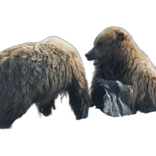 animal, creature, hair, concept art, 3d render, photorealistic, two, brown transparent PNG cut-out